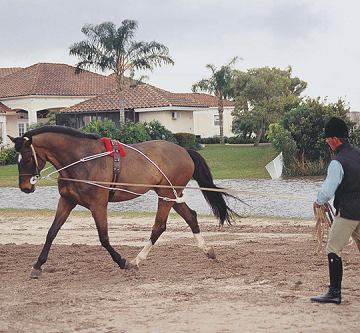 Pessoa Lunging System